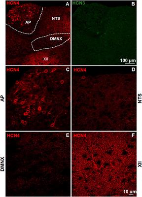 The HCN Channel Blocker ZD7288 Induces Emesis in the Least Shrew (Cryptotis parva)